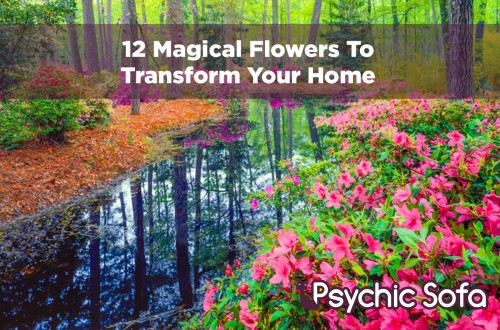 12 Magical Flowers To Transform Your Home