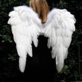 Reader profile image for Angelic Wings