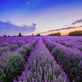 Reader profile image for Lavender