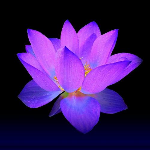 Reader profile image for Indi