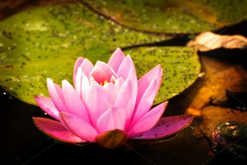 Reader profile image for Hermeeta