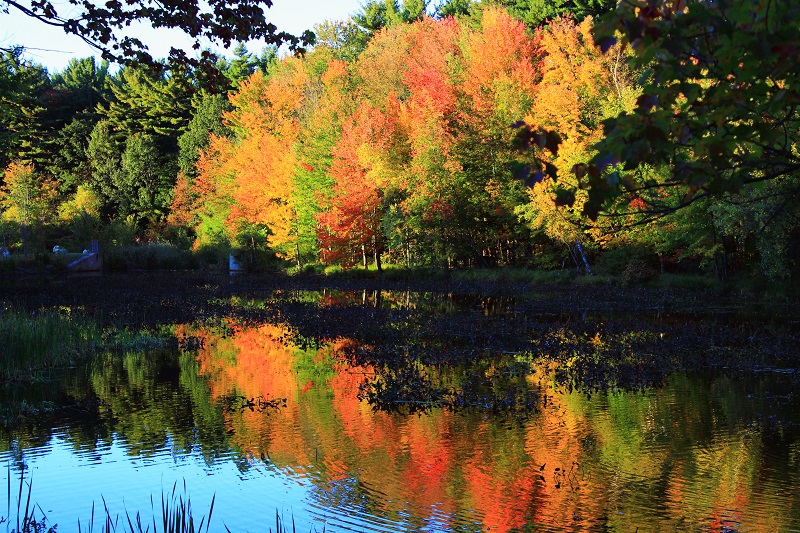 The Power of Autumn Colours