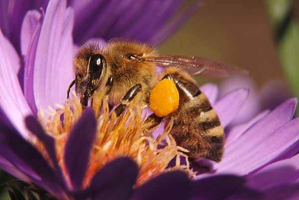 Folklore of Bees