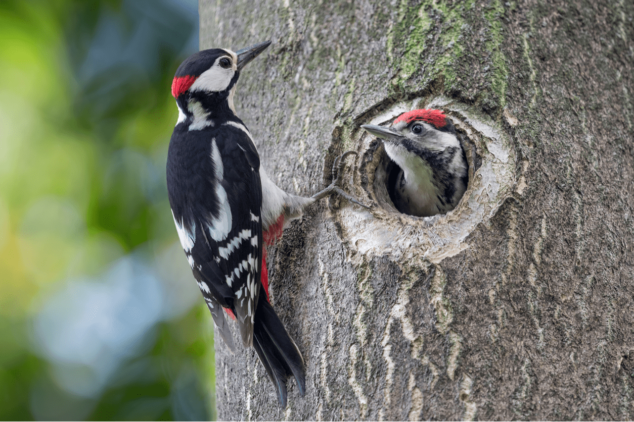 cancer woodpecker