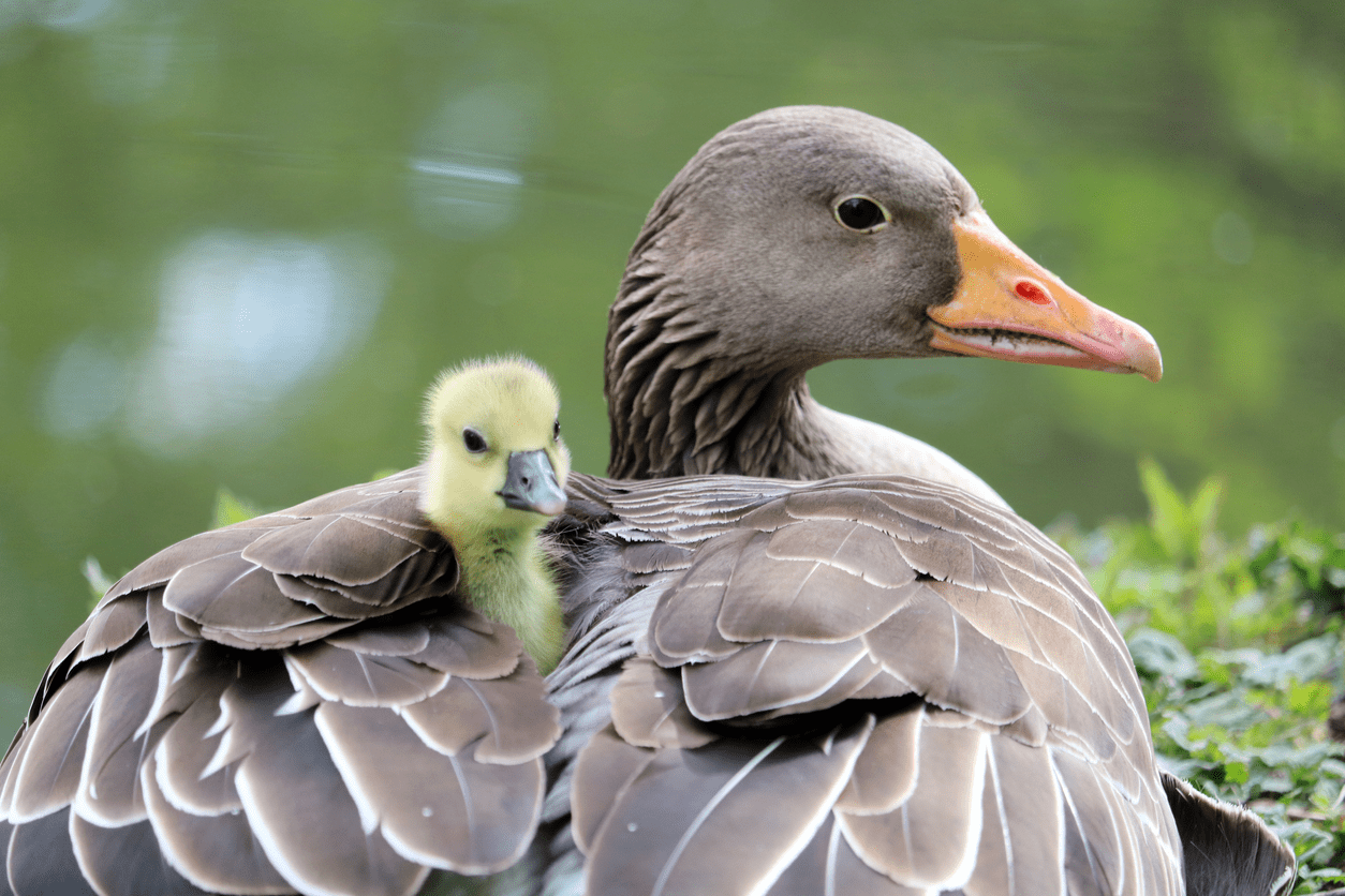 capricorn goose