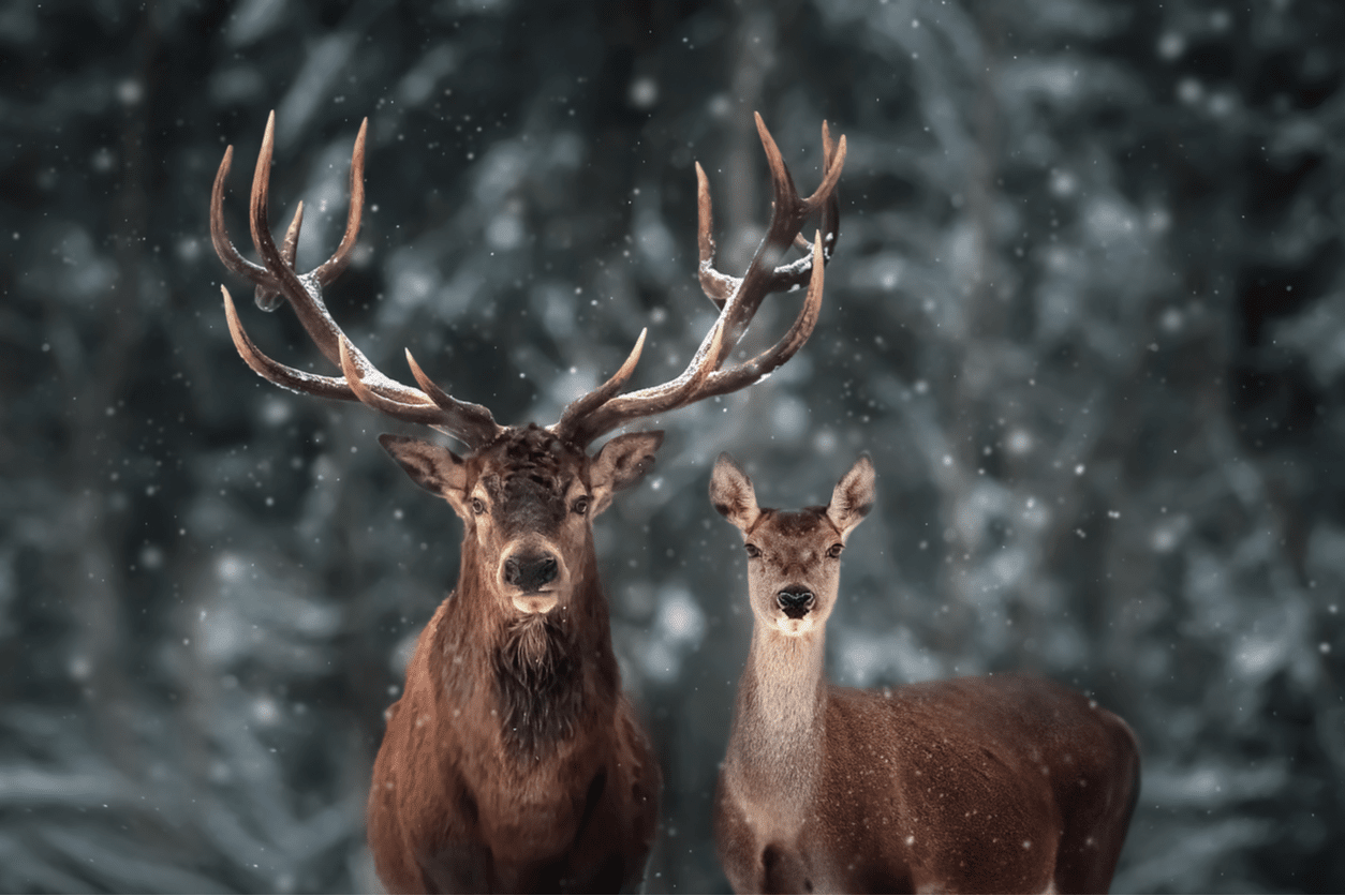 gemini deer