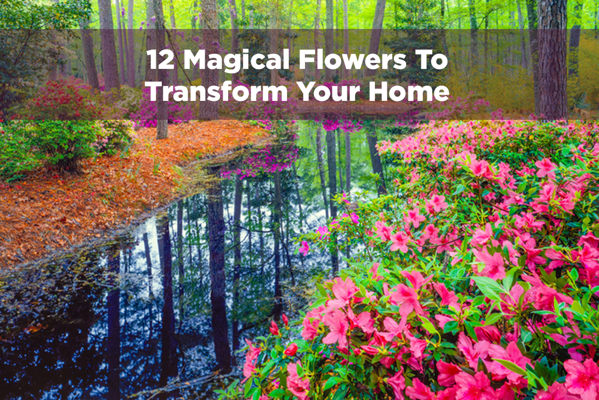 Magical flowers can improve your home and how you feel inside it