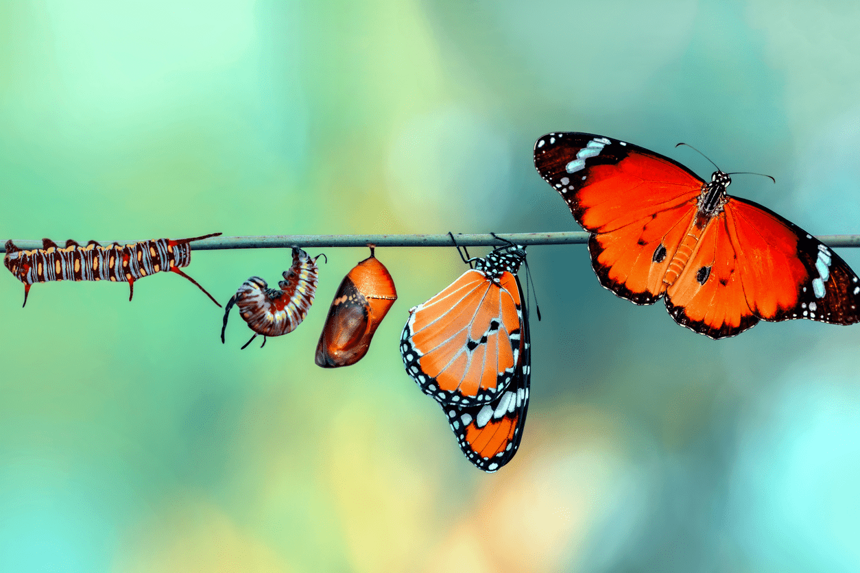 butterflies