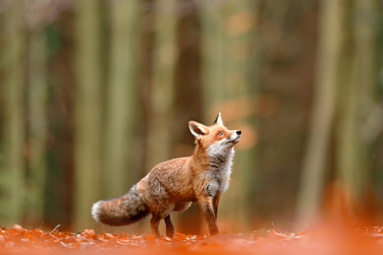 red fox