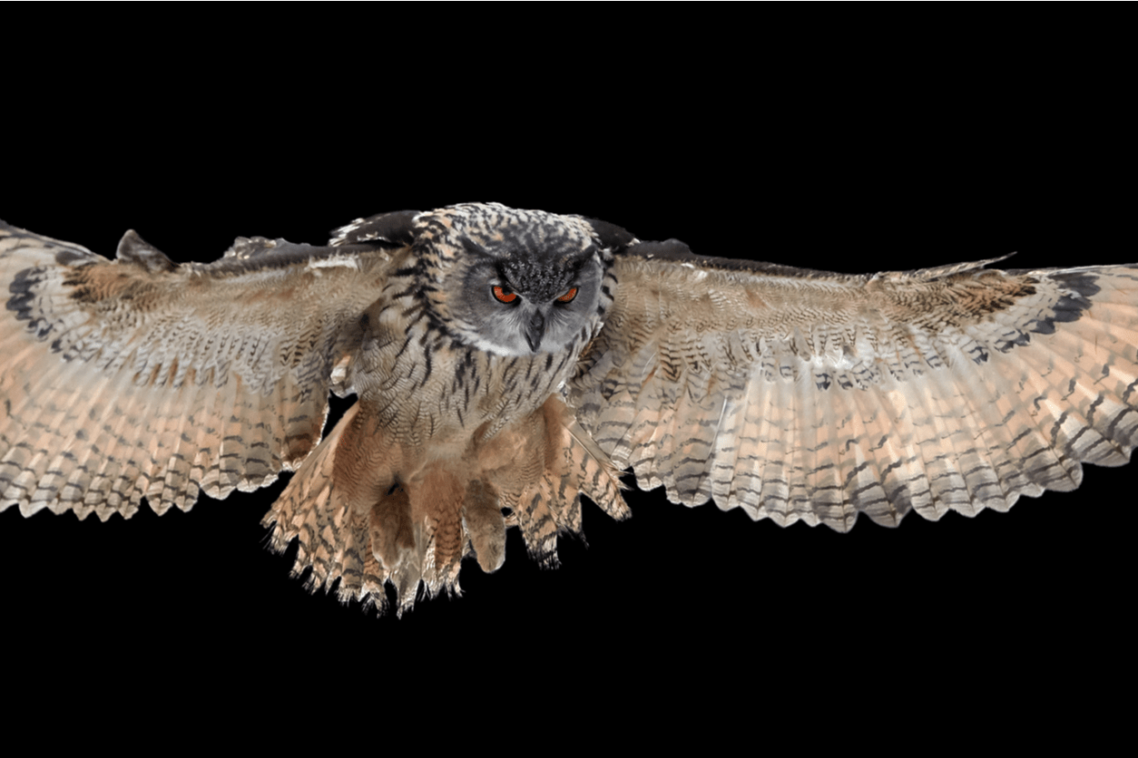 Sagittarius owl