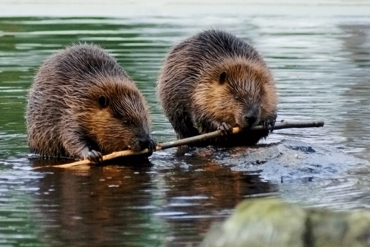 taurus beaver